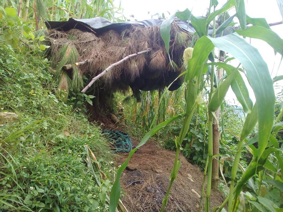 जंगली जनावरबाट मकैबाली जोगाउन किसानहरुलाई धौ –धौ