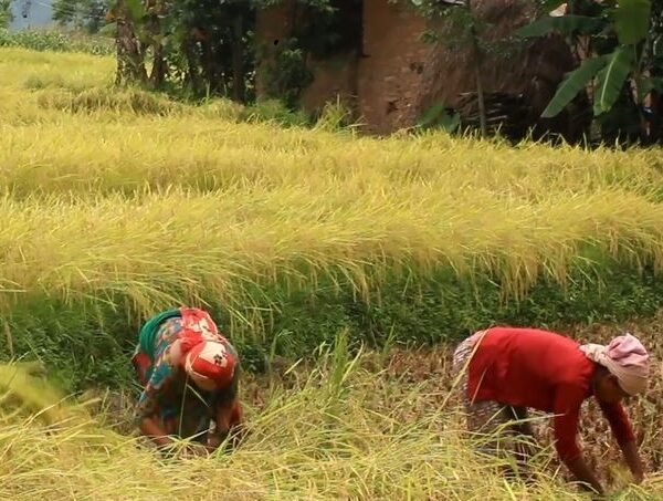 किसानलाई तत्काल धान नकाट्न मौसम विभागको आग्रह