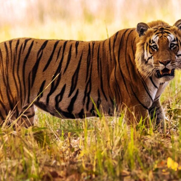 मानव–वन्यजन्तु द्वन्द्वः वन संरक्षणसँगै सहअस्तित्वको चुनौती