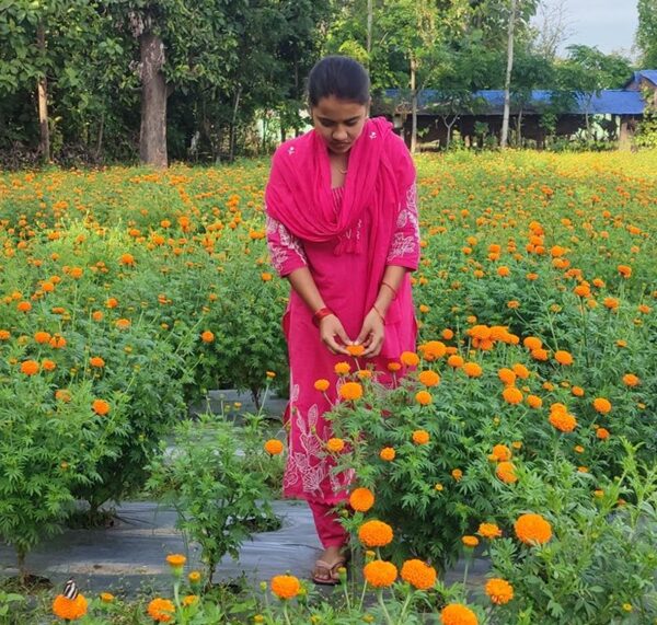 कृषि जेटिएको फूलखेती : परम्परागत खेतीभन्दा दुई गुणा बढी आम्दानी